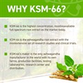 Applied Nutrition - Ashwagandha Ksm-66 - Unflavoured - 300MG Alternative Image